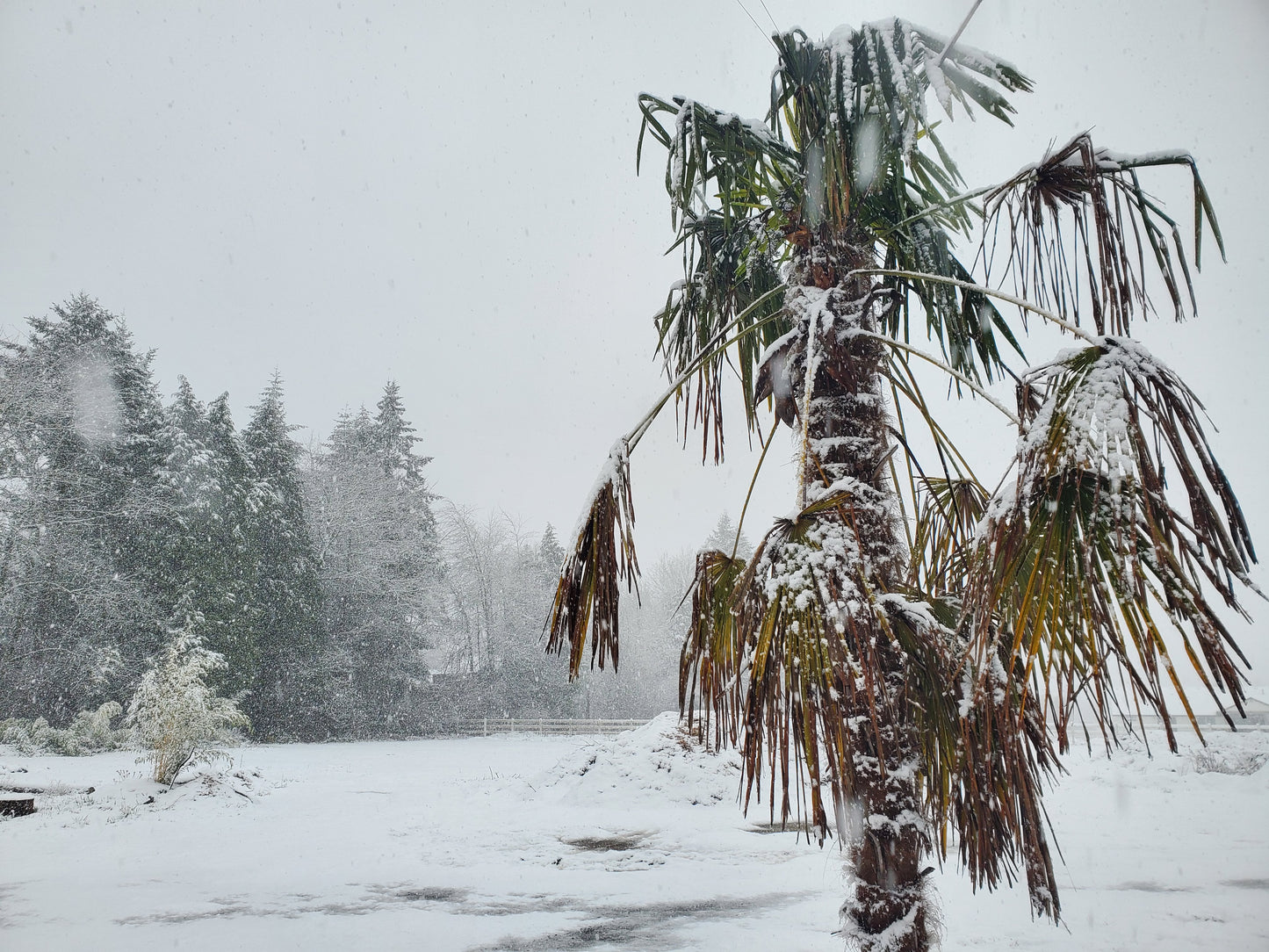 Chinese Windmill Palm Trachycarpus fortunei