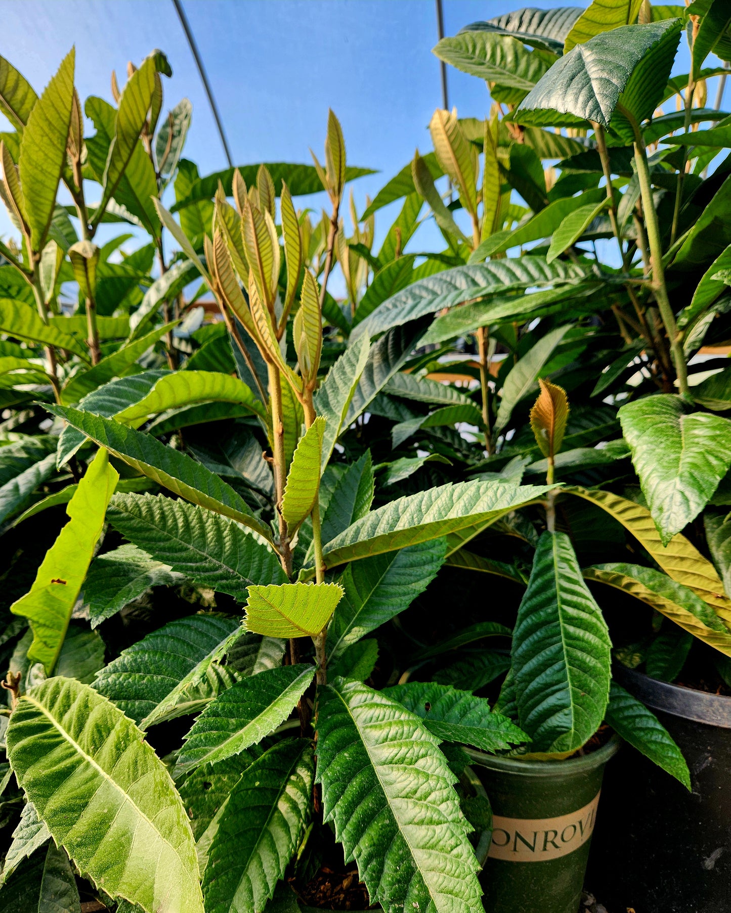 Loquat Mizuho (Eriobotrya japonica)