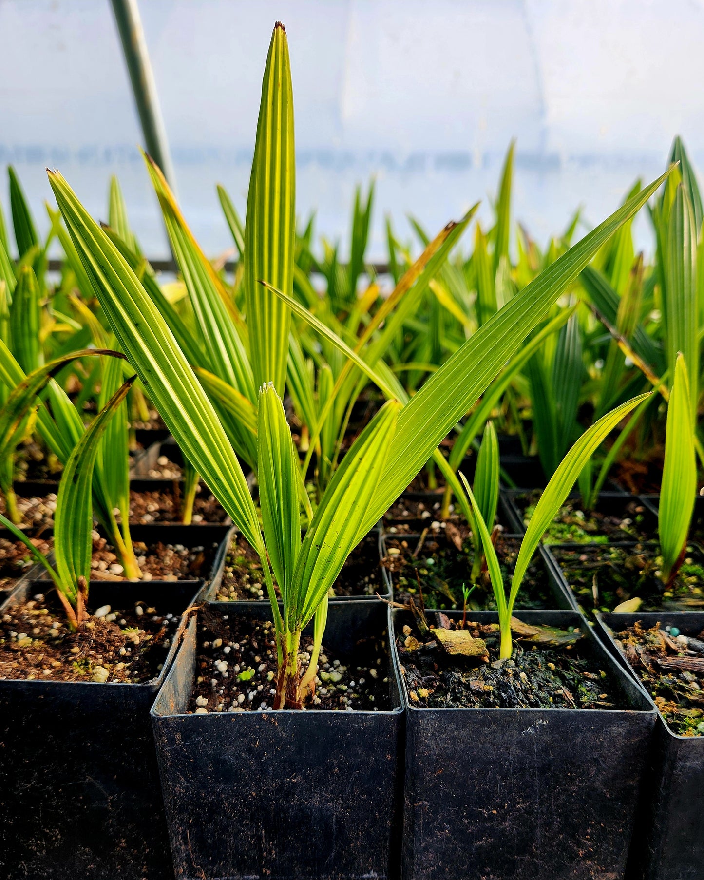 Chinese Windmill Palm Trachycarpus fortunei