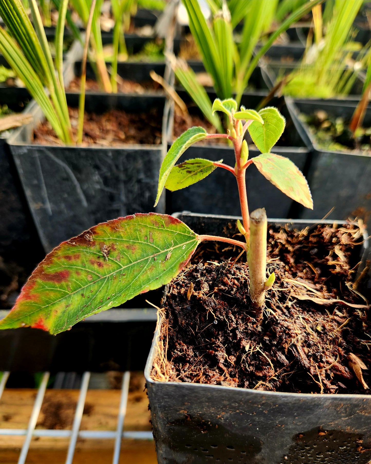 Chilean Wineberry - Maqui Tree (Aristotelia chileneses)