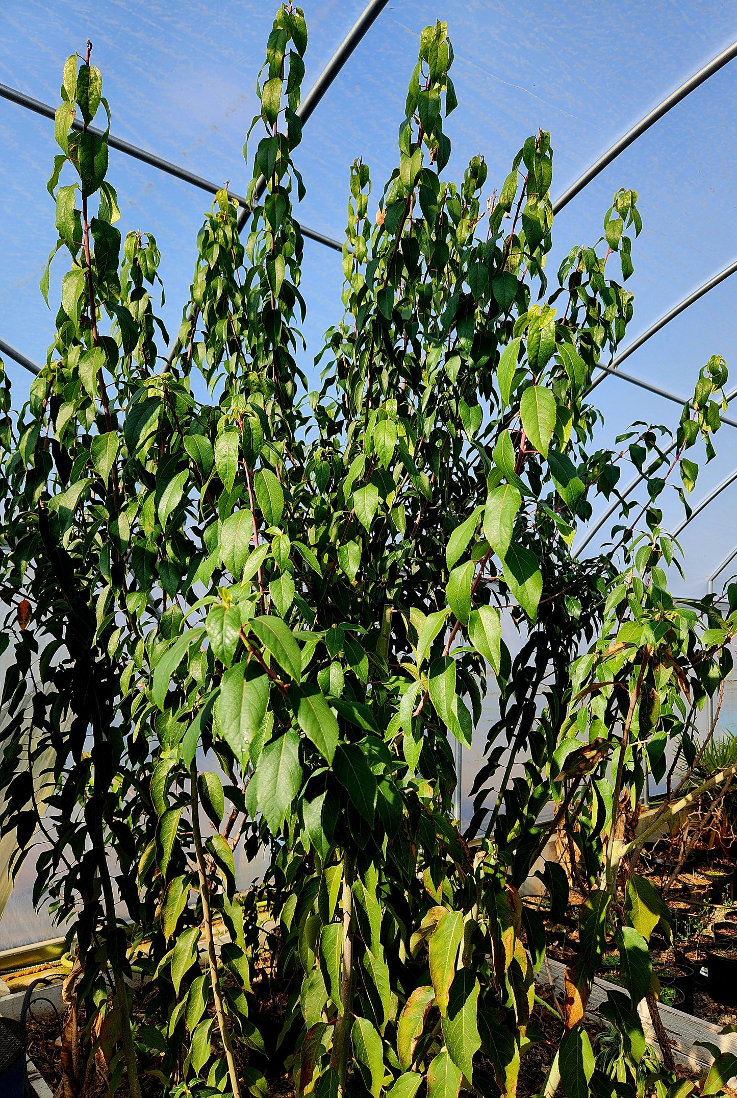 Chilean Wineberry - Maqui Tree (Aristotelia chileneses)