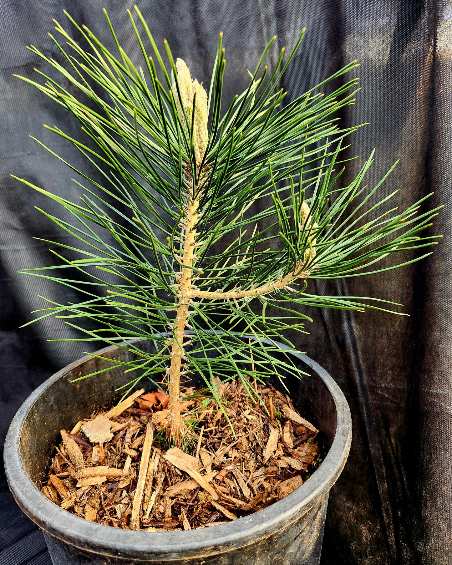 Black Pine Tree (Pinus thunbergii)