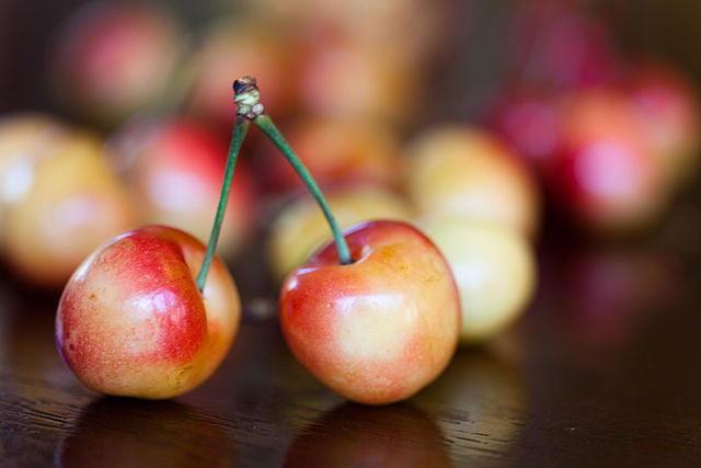 Rainier Cherry Tree