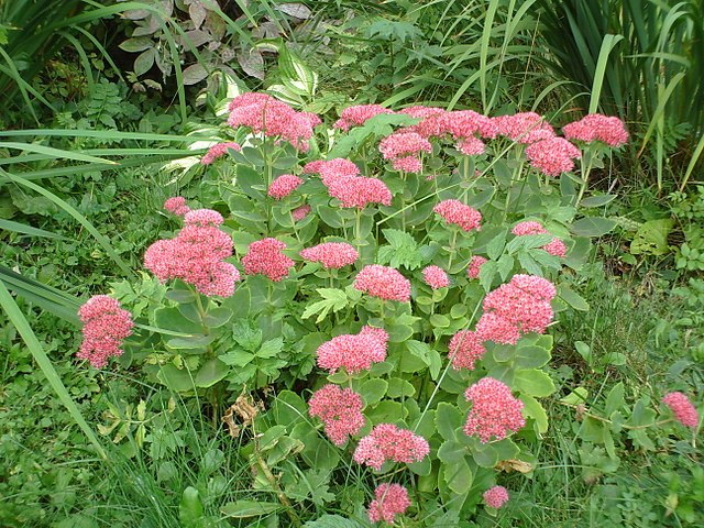 Autumn Joy Sedum (Pink Flowers)