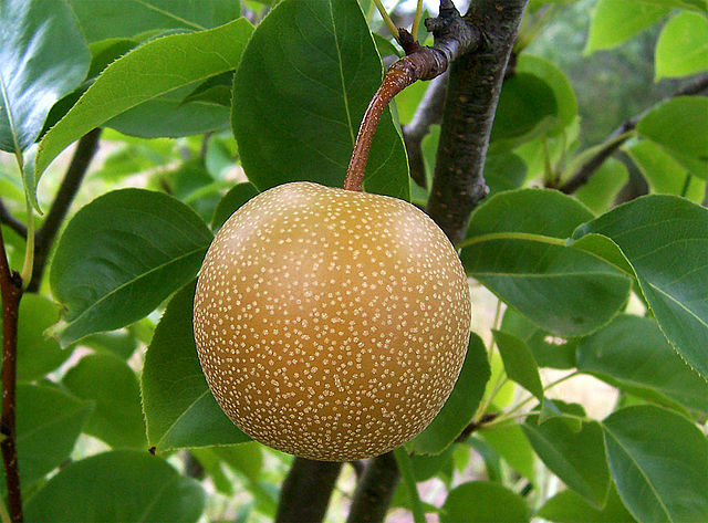 Pear Scionwood