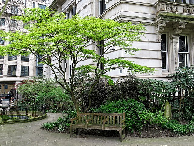 Japanese Maple Tree (Acer palmatum) Green