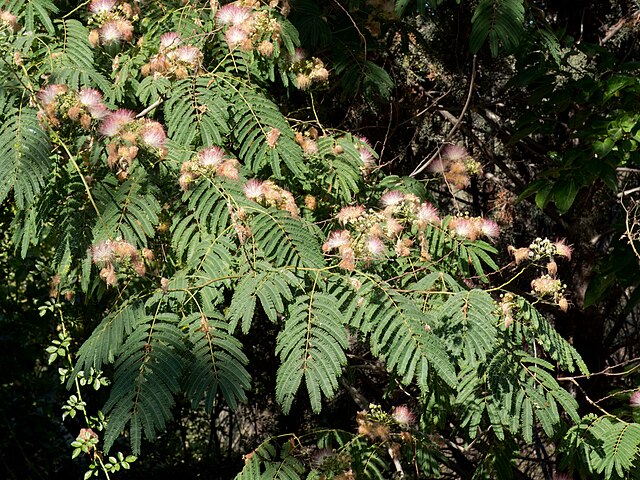 Mimosa/Persian Silk Tree (Albizia julibrissin)