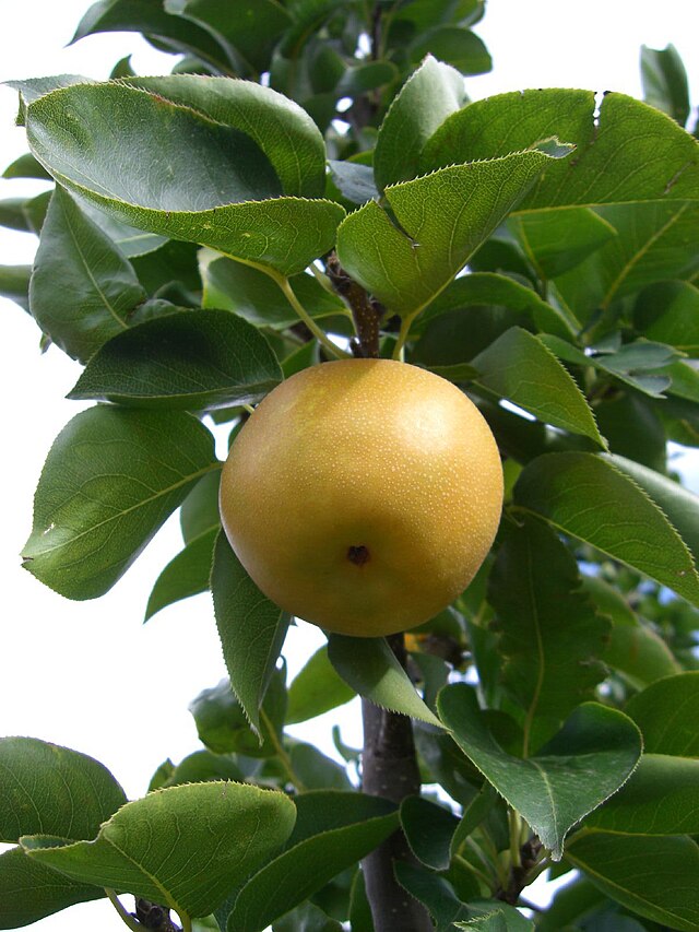 Pear Scionwood