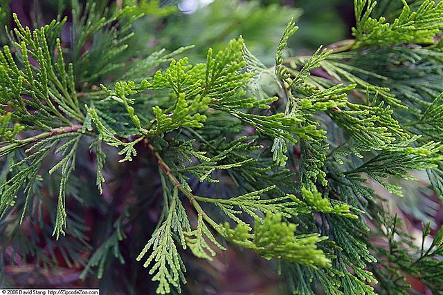 Incense Cedar Calocedrus decurrens