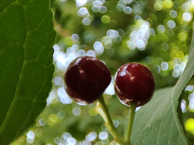 Lambert Cherry Tree