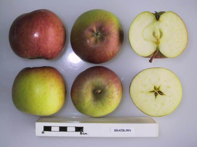 Braeburn Apple Tree - Semi Dwarf