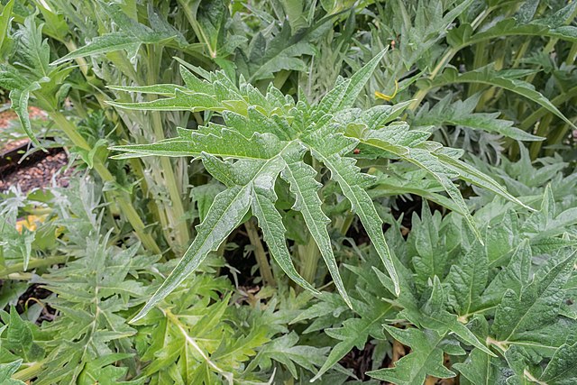 Cardoon - Artichoke Thistle (Cynara cardunculus)