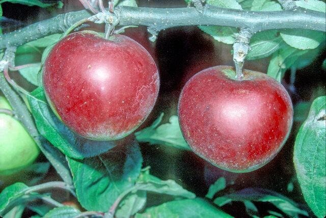 Red McIntosh Apple Tree - Semi Dwarf