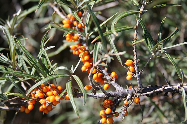 Sea Berry (Hippophae rhamnoides)