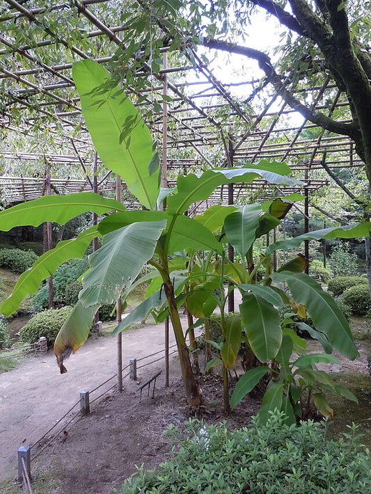 Banana hardy (Musa basjoo)