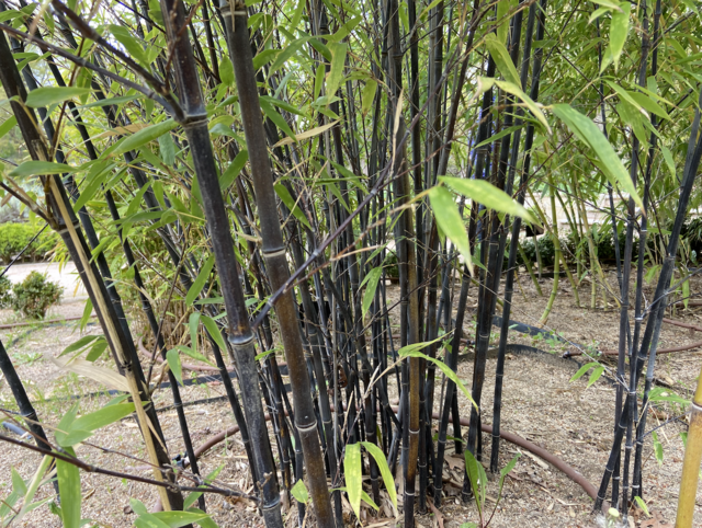 Black Bamboo (Phyllostachys nigra)