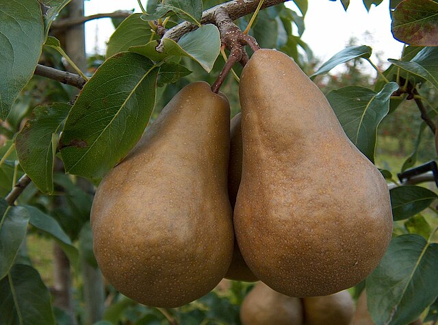 Pear Scionwood