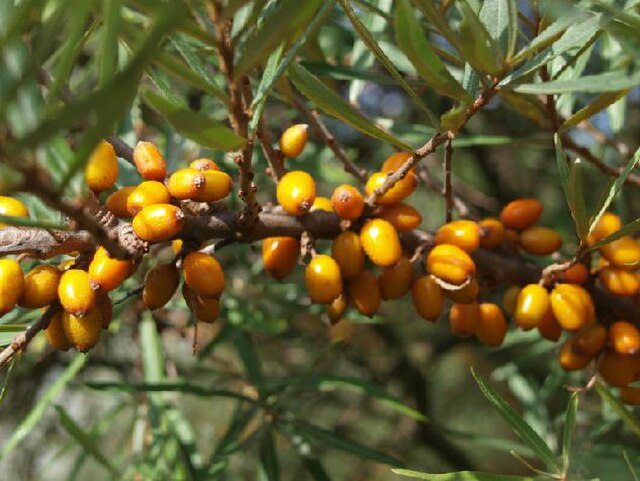 Frugana Sea Berry (Hippophae rhamnoides)