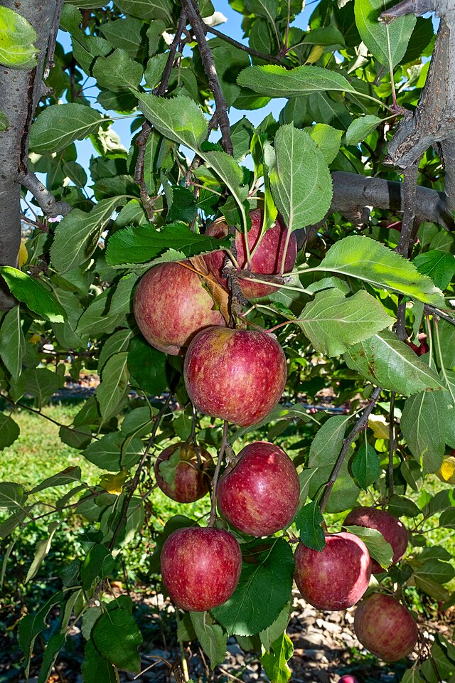 Winesap Apple Tree - Semi Dwarf