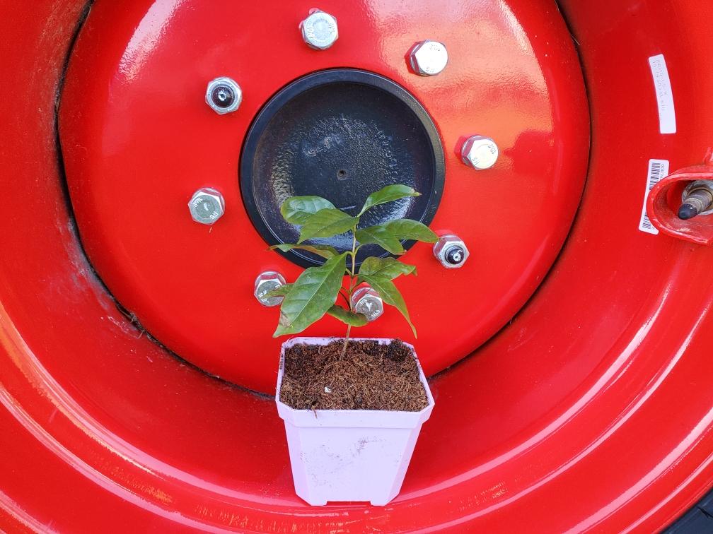 Coffee Caturra (shipped from Florida)