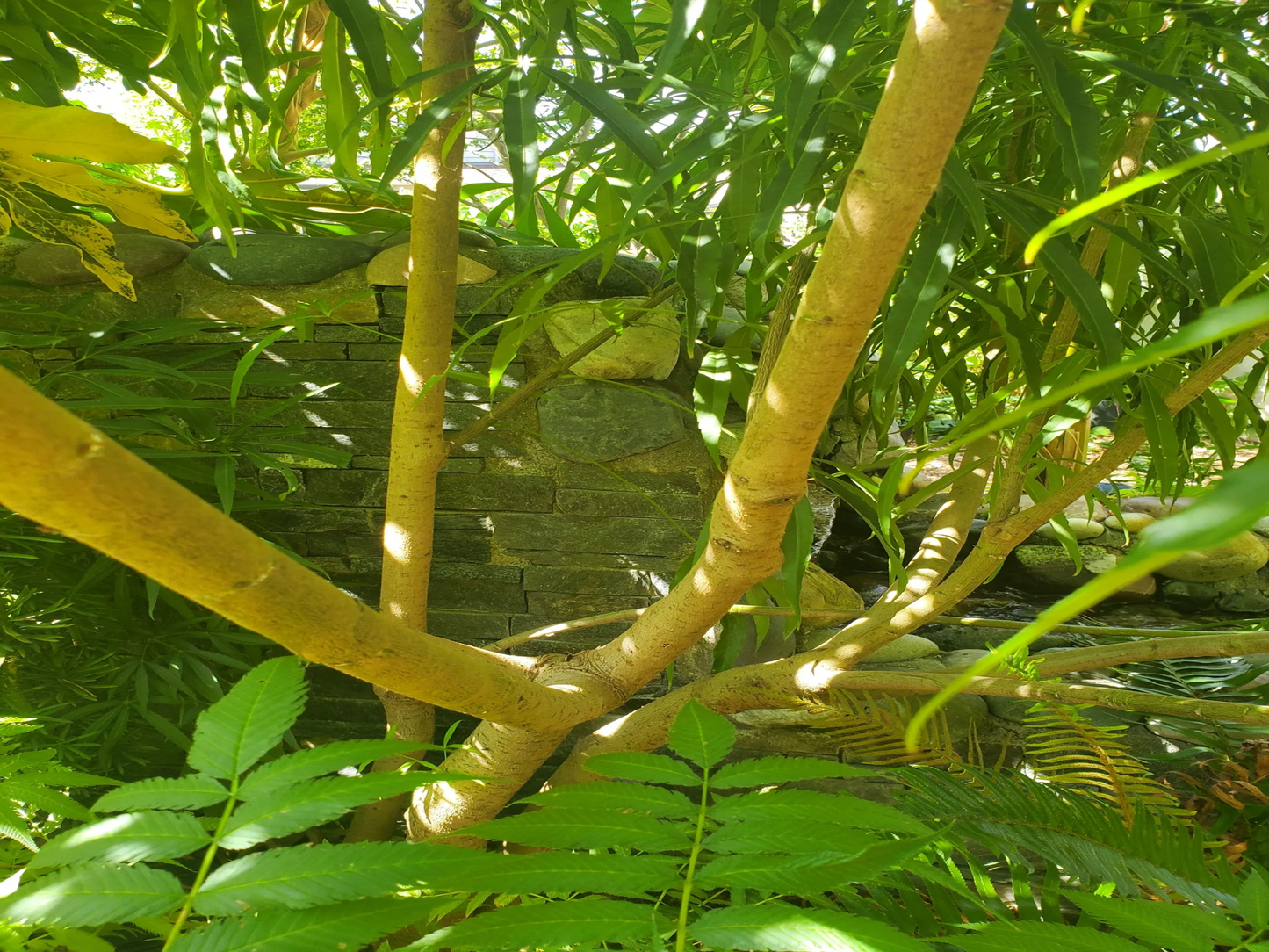 Metapanax delavayi (False Ginseng)