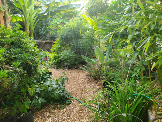 Discovering the Exotic Beauty of Tropical Plants in the Northwest