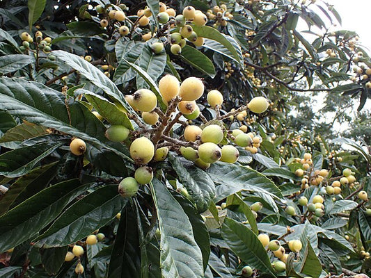 The Hardy and Tropical Loquat Tree: Perfect for Cooler Climates