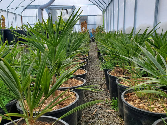 Tropical Paradise: Wholesale Hardy Palm Trees for the Pacific NW
