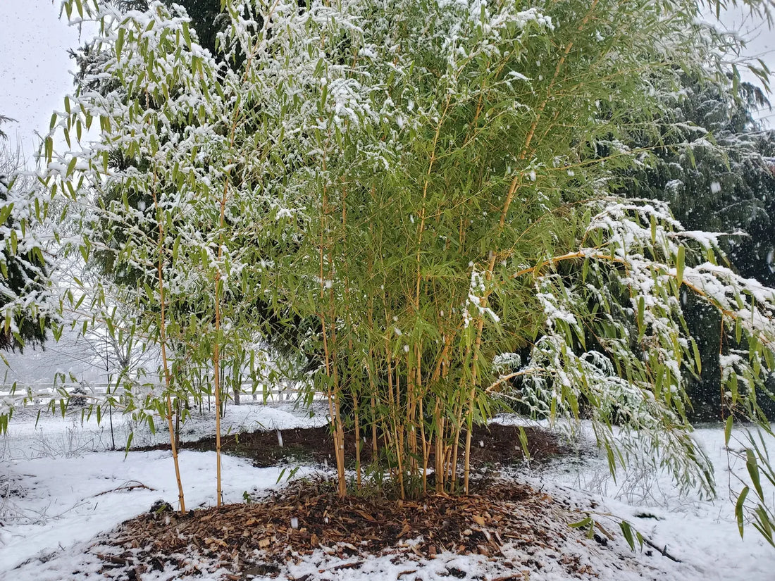 Growing Bamboo in the Pacific Northwest