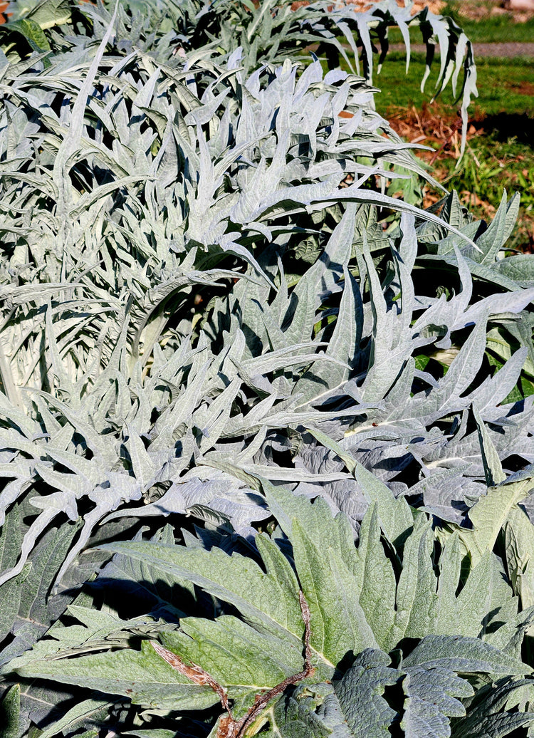 Beneficial Perennials