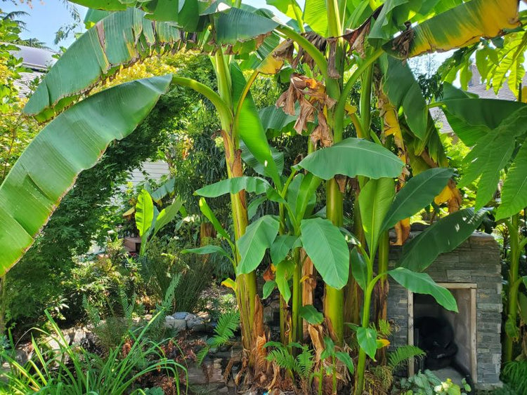 Cold Hardy Tropical Plants