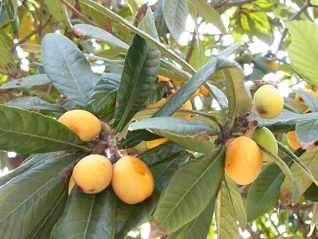 Fruit trees and Berries