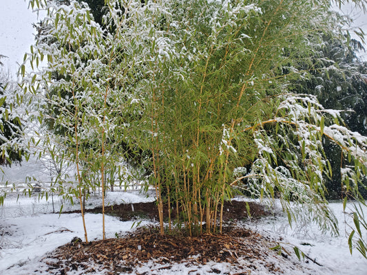 Golden Cook Stem Bamboo (Phyllostachys aureosulcata)