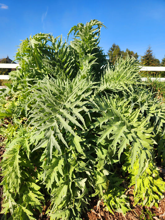 Cardoon - Artichoke Thistle (Cynara cardunculus)