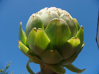 Green Globe Artichoke (Cynara cardunculus var. scolymus)