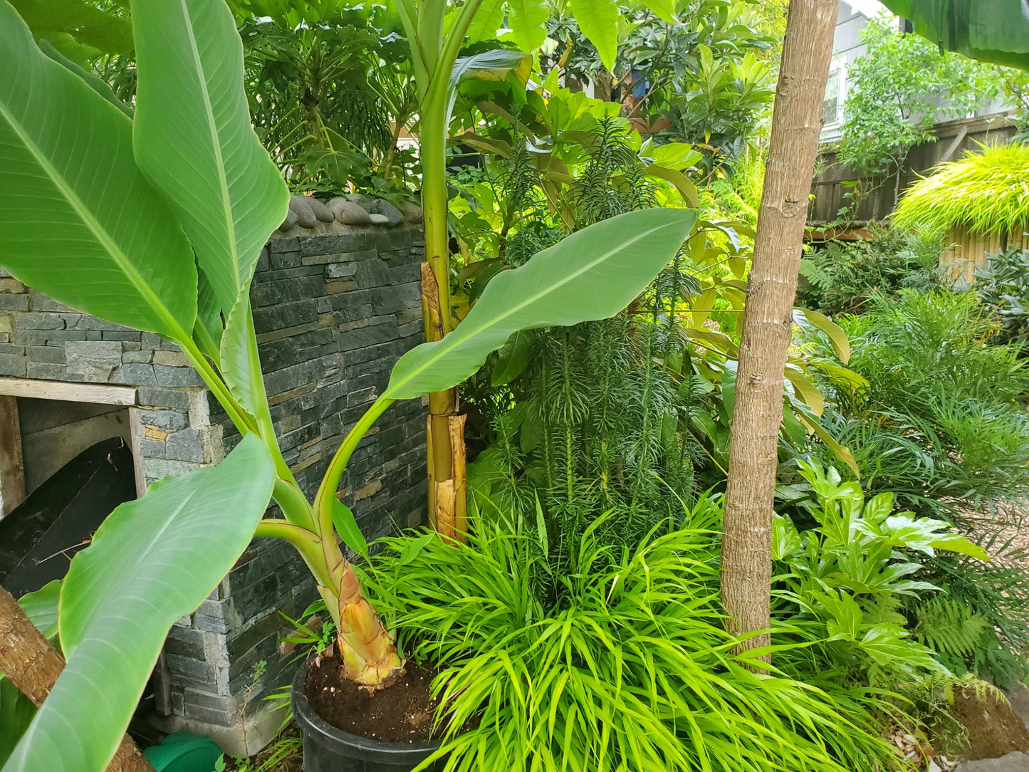 Chinese Dwarf/Golden Lotus Banana Tree (Musella lasiocarpa)