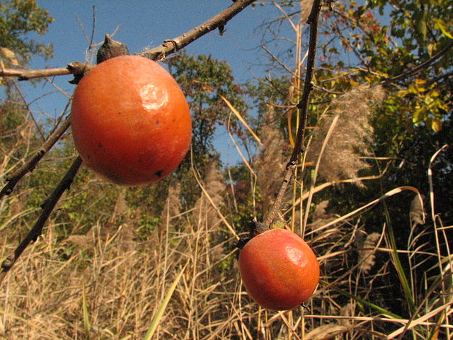 Persimmon Scionwood