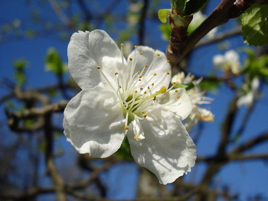 Mount Royal Plum Tree - Semi Dwarf