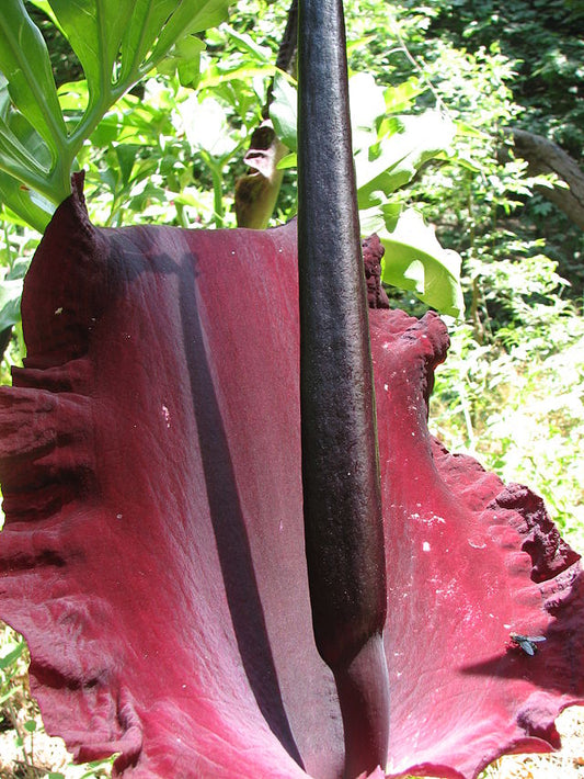 Dracula flower(Dracunculus vulgaris)