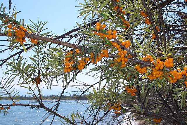Sea Berry "Radiant"  (Hippophae rhamnoides)