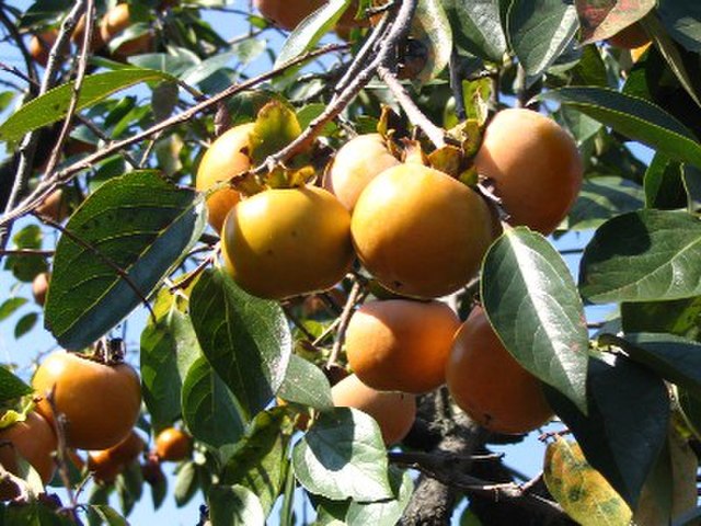 Persimmon Scionwood