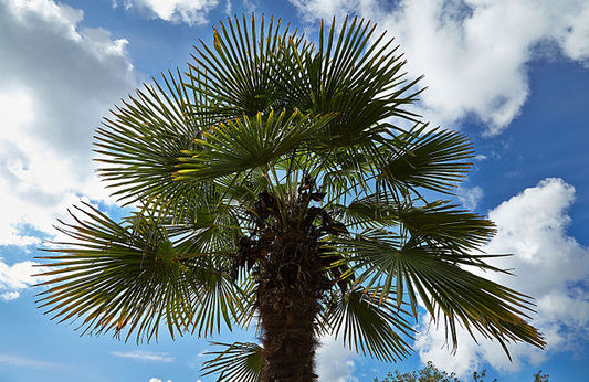 Chinese Windmill Palm Trachycarpus fortunei