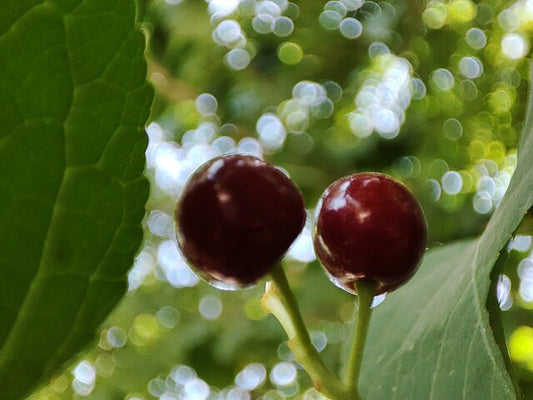 Lambert Cherry Tree
