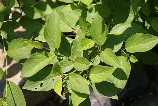 Yellow twig Dogwood