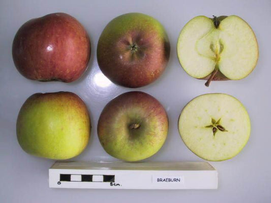 Braeburn Apple Tree