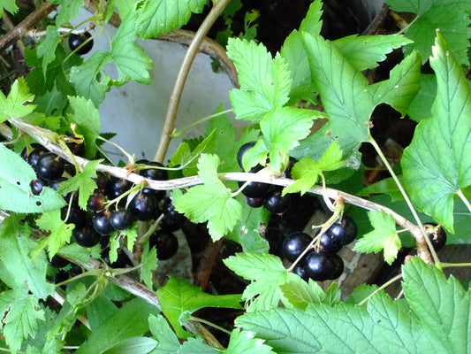 Black Currant Tree (Ribes nigrum)