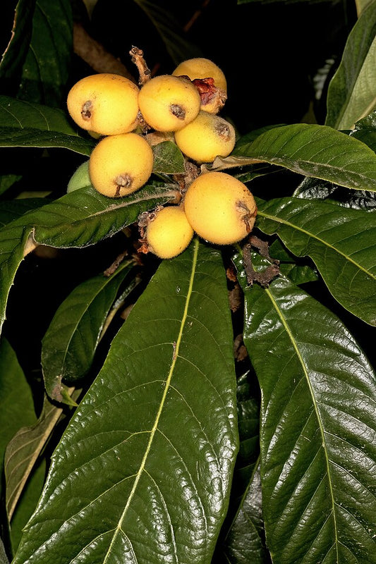 Gold Nugget Loquat Tree  (Eriobotrya japonica)