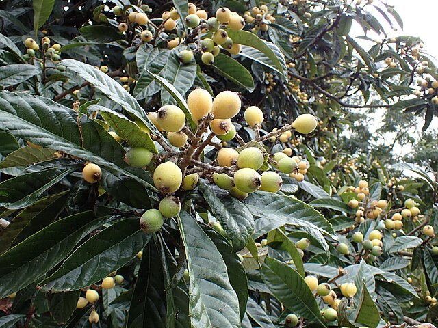 Loquat Tree (Eriobotrya japonica)