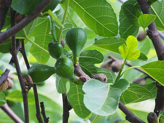 Desert King Fig Tree (Ficus carica)