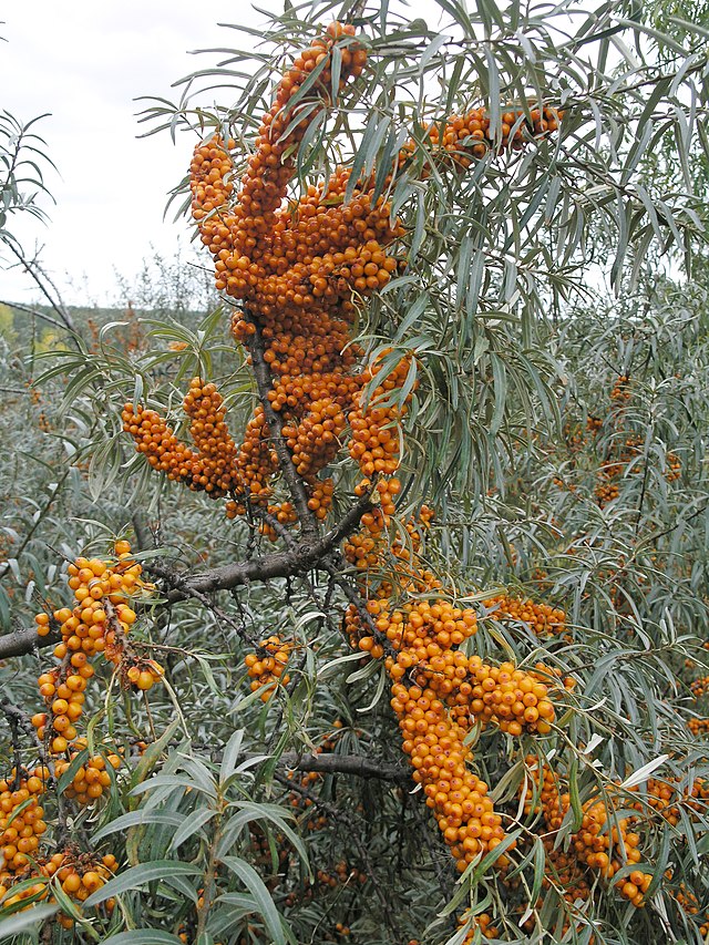 Sea Berry "Garden's Gift"  (Hippophae rhamnoides)